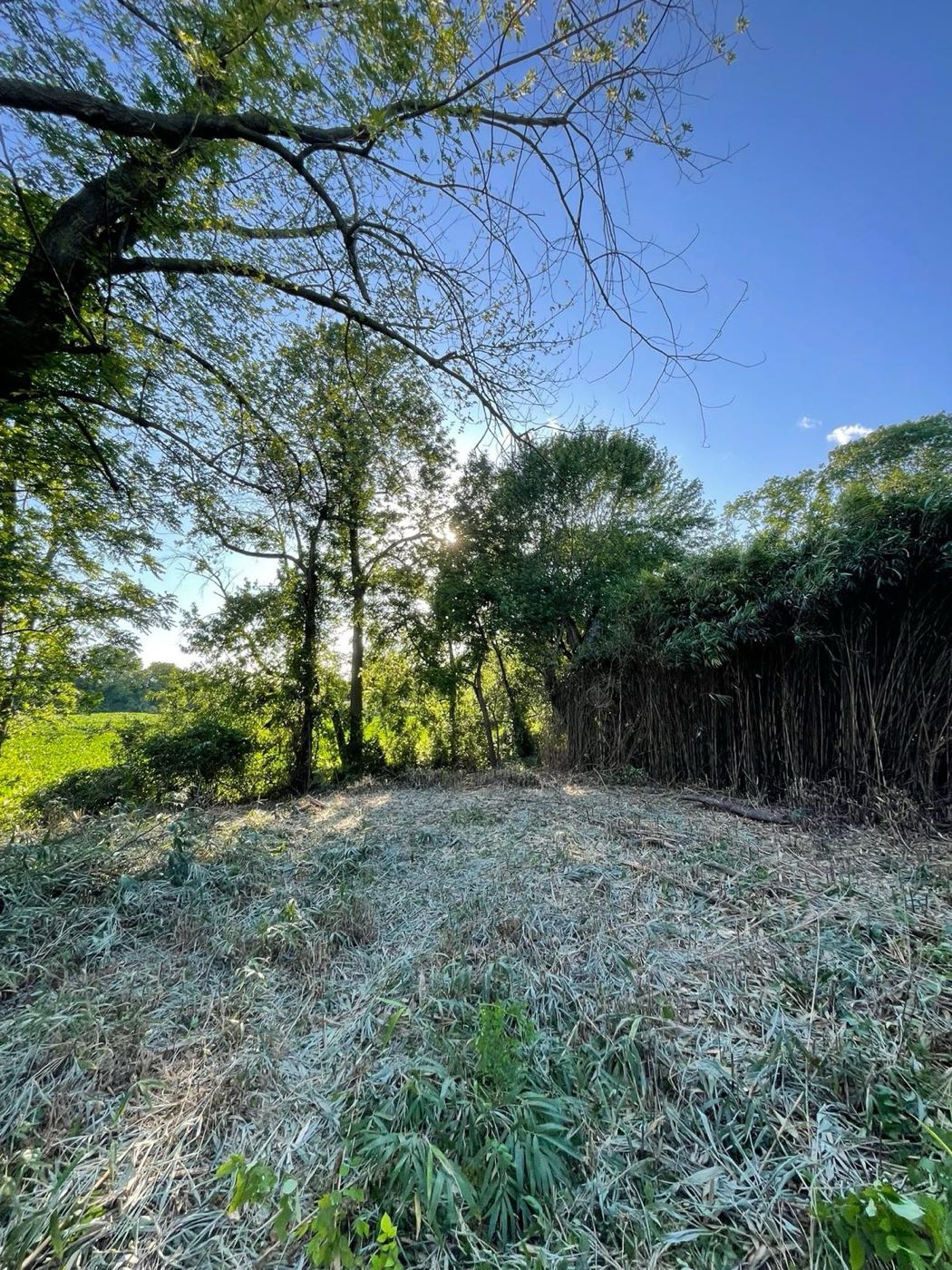 Bamboo cut back along a backyard tree line