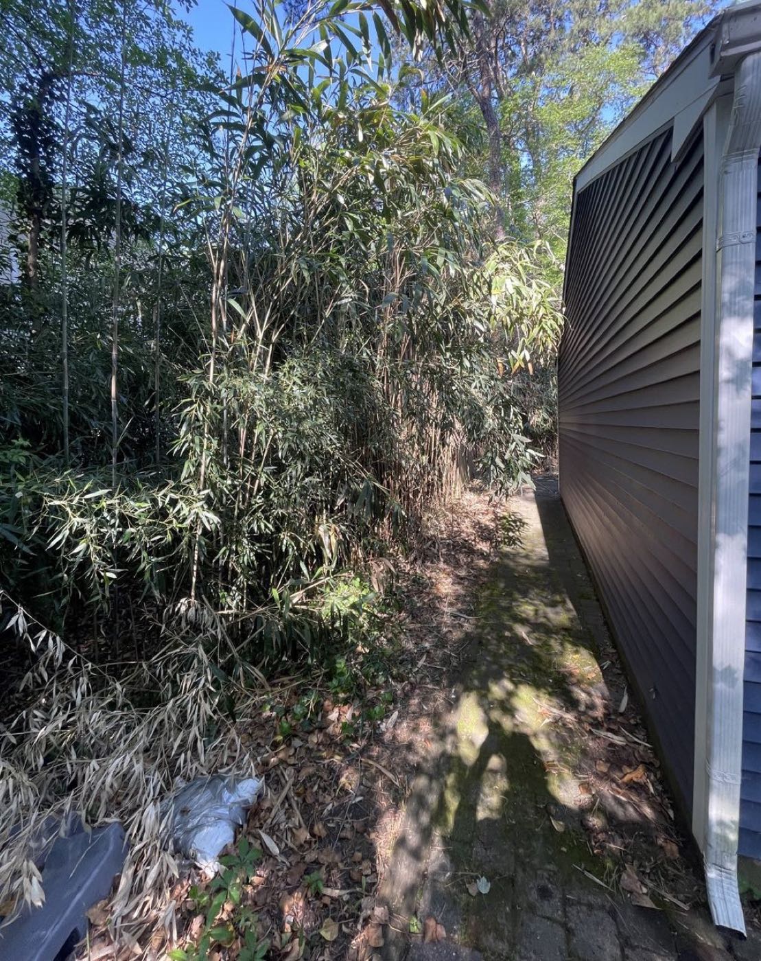 Before: bamboo along the side of a house