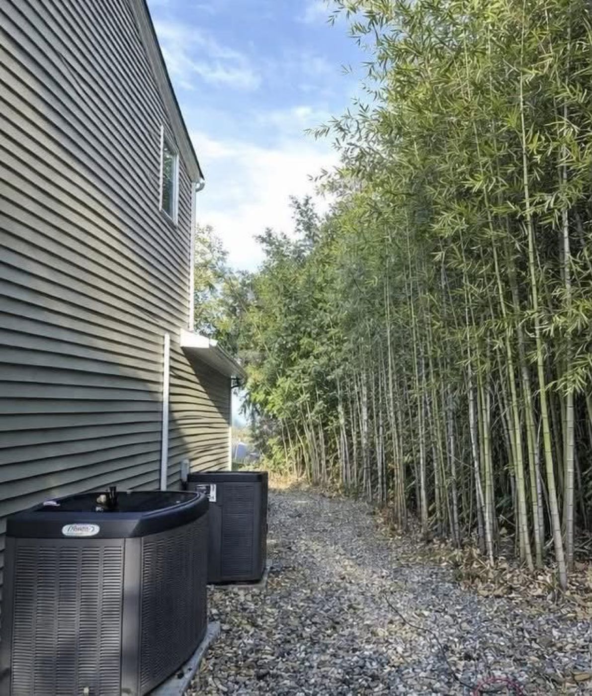 Before: bamboo along a side yard