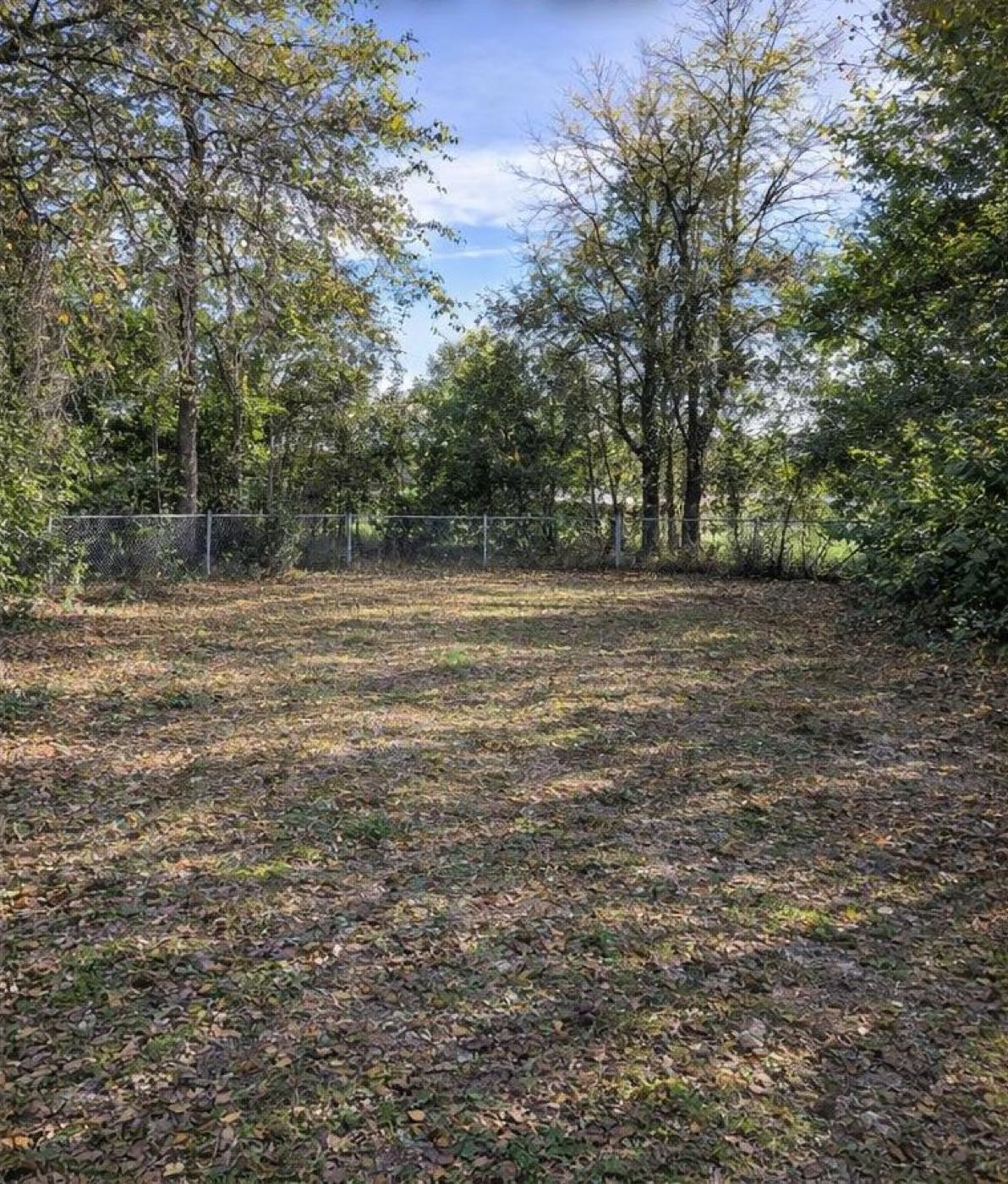 Bamboo-covered yard, before and after clearing