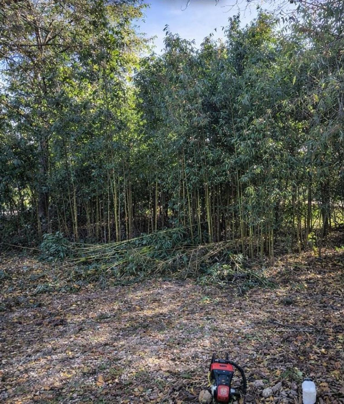 Before: a yard taken over by bamboo