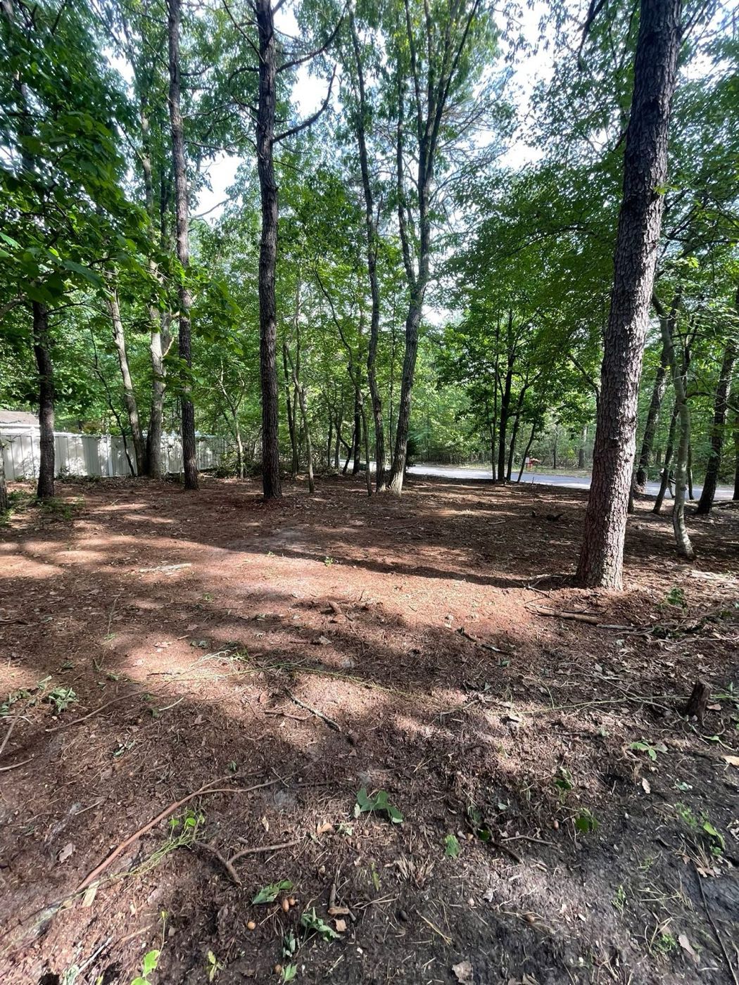 Wooded lot cleared of leaves and brush
