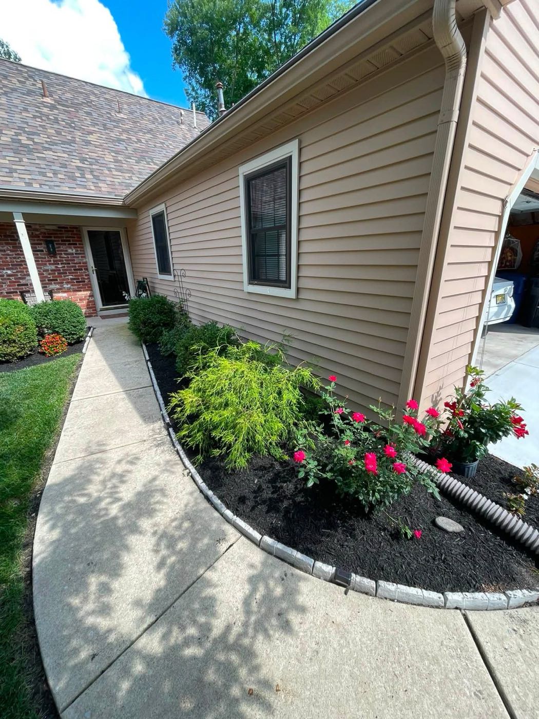 Fresh black mulch bed with roses and shrubs beside a walkway