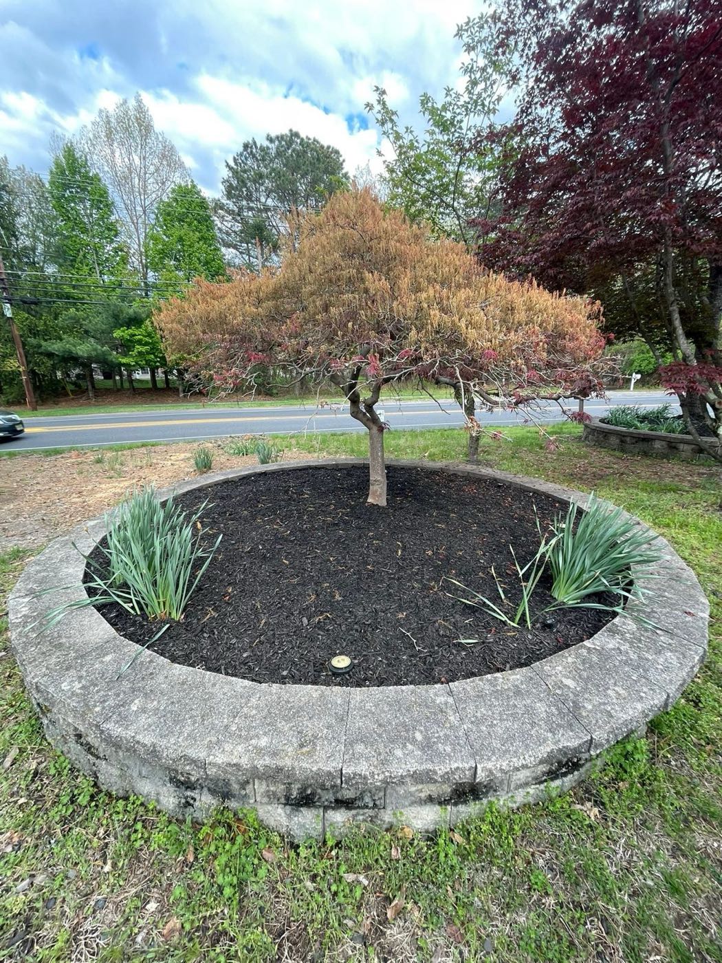 Stone tree ring with fresh mulch and new plantings