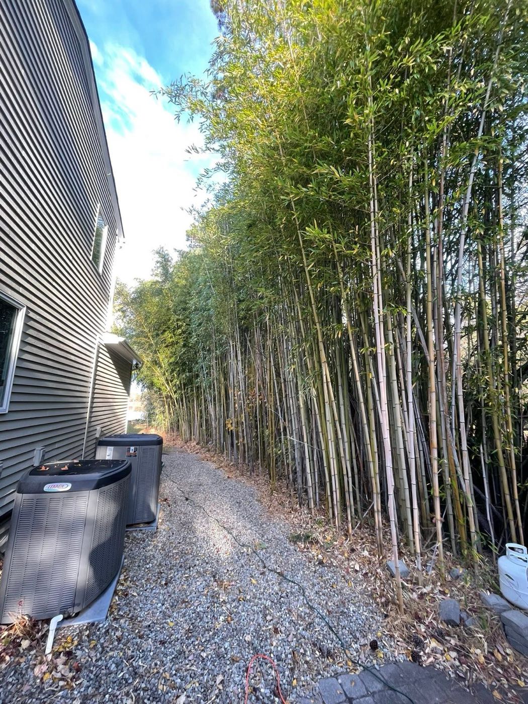 Before: 20-foot bamboo along a side yard