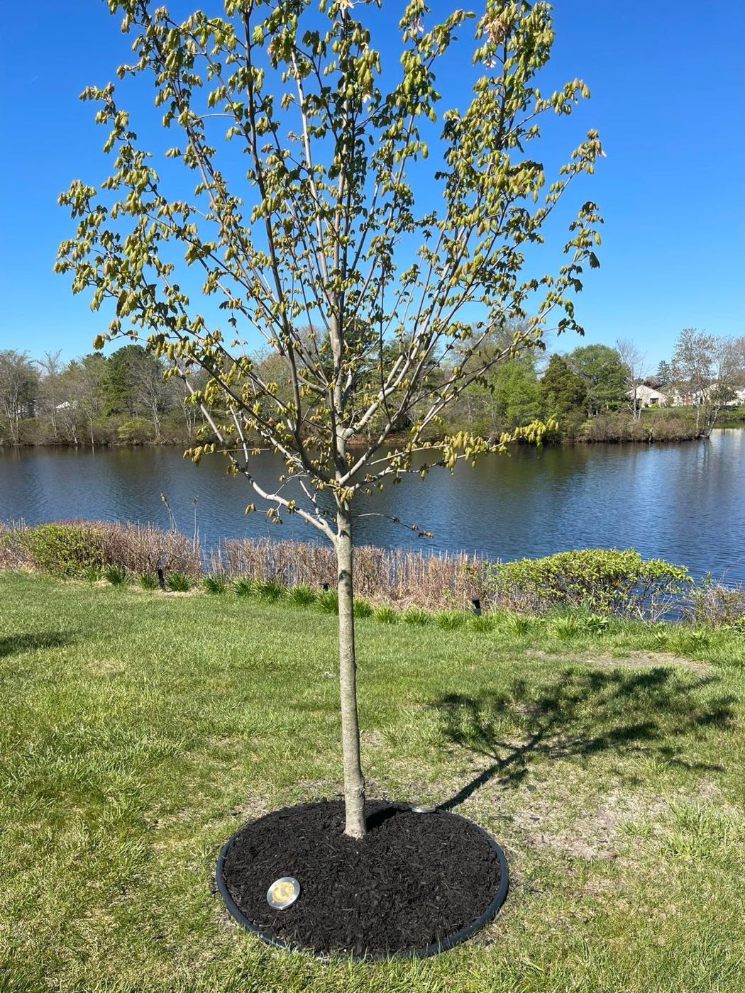 Young tree with a fresh mulch ring beside a pond